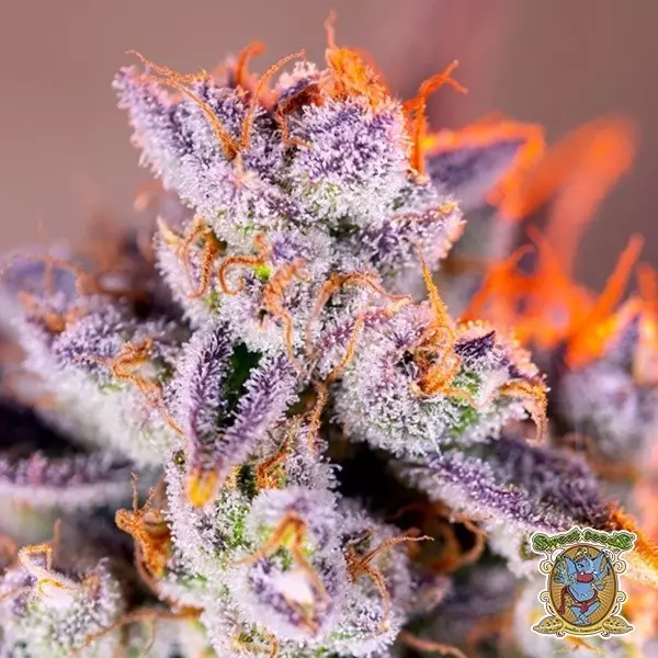 Sicht Tropicanna Poison XL Auto