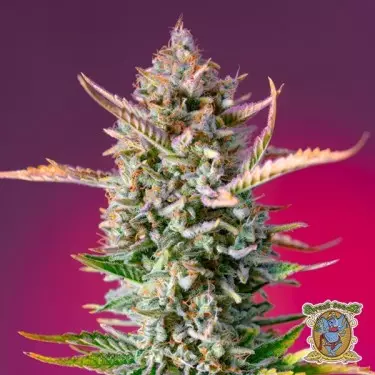Gorilla Sherbet F1 Fast Version-Samen - GB The Green Brand