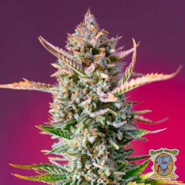 View Gorilla Sherbet F1 Fast Version Samen - GB The Green Brand
