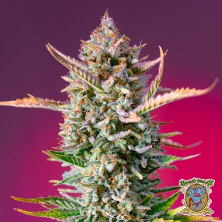 Gorilla Sherbet F1 Fast Version Samen - GB The Green Brand