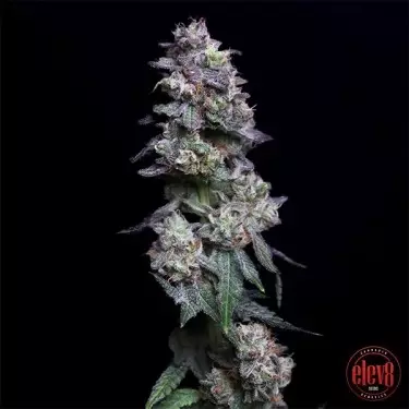 Gebackene Apfel-Kirschen von Elev8 Seeds - GB The Green Brand