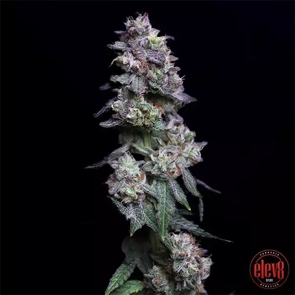 Gebackene Apfel-Kirschen von Elev8 Seeds - GB The Green Brand