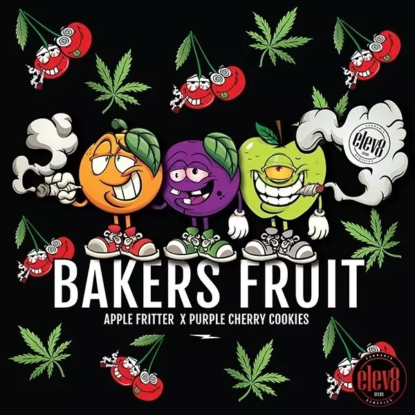 Bakers Fruit Samen von Elev8 Seeds - GB The Green Brand