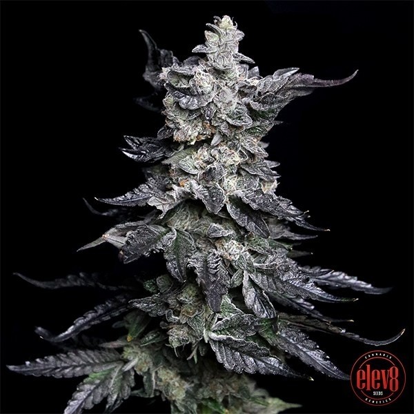 View Grannys Apple Fritter von Elev8 Seeds - GB The Green Brand