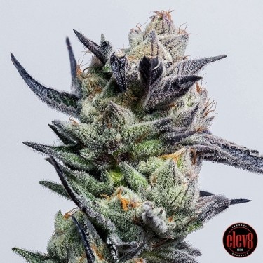 Huckleberry Punch von Elev8 Seeds - GB The Green Brand