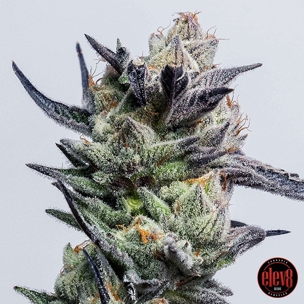 View Huckleberry Punch von Elev8 Seeds - GB The Green Brand