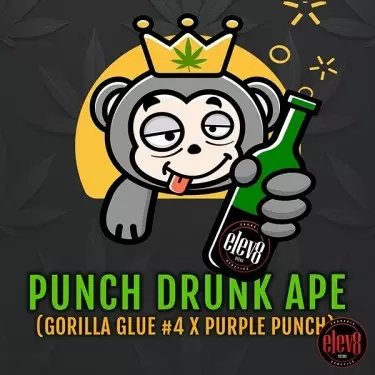 Punch Drunk Ape von Elev8 Seeds - GB The Green Brand