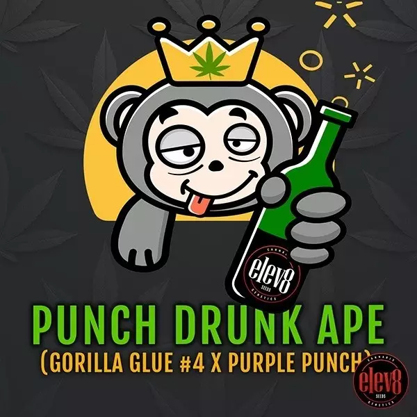 Punch Drunk Ape von Elev8 Seeds - GB The Green Brand