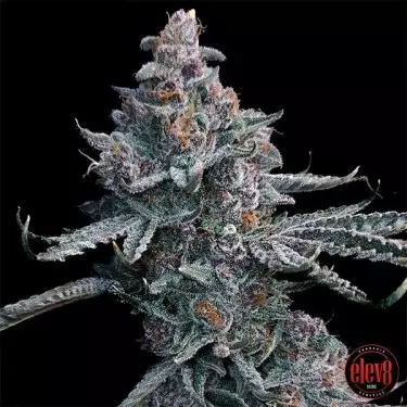 Runtz of Eden-Samen von Elev8 Seeds - GB The Green Brand