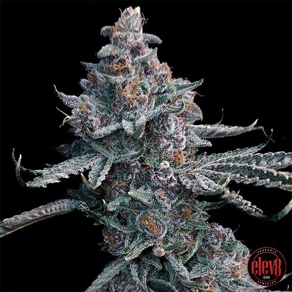 View Runtz of Eden Samen von Elev8 Seeds - GB The Green Brand