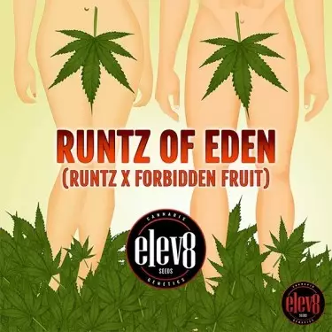Runtz of Eden-Samen von Elev8 Seeds - GB The Green Brand