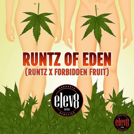 Runtz of Eden Samen von Elev8 Seeds - GB The Green Brand