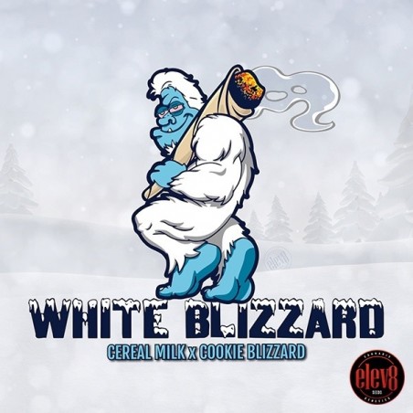 White Blizzard Samen von Elev8 Seeds - GB The Green Brand