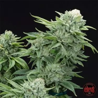 Gorilla Glue 4 S1 de Elev8 Seeds - GB The Green Brand