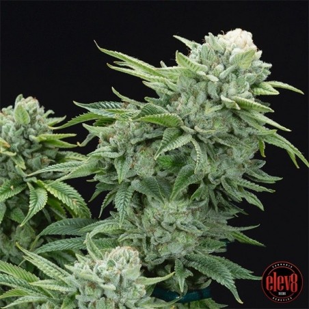 Gorilla Glue 4 S1 von Elev8 Seeds - GB The Green Brand