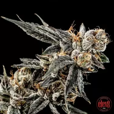 Gelato Punch Samen von Elev8 Seeds - GB The Green Brand