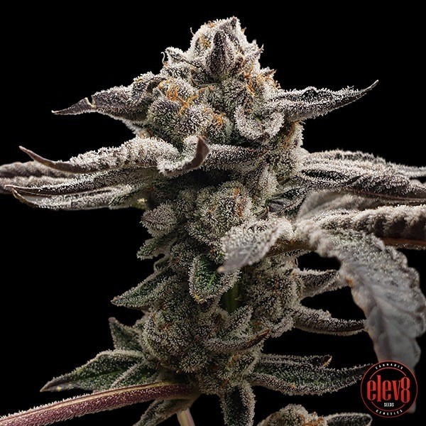 View Tangie Candie Samen von Elev8 Seeds - GB The Green Brand