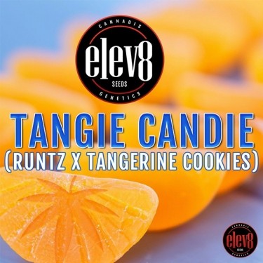 Tangie Candie Samen von Elev8 Seeds - GB The Green Brand