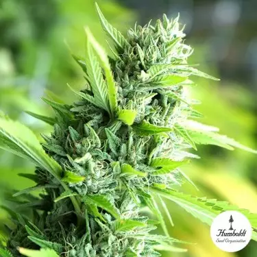 Banana Sapphire von Humboldt Seeds - GB The Green Brand