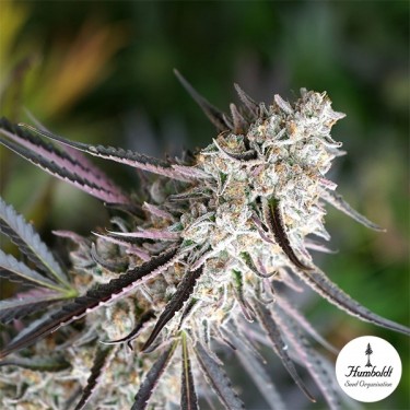 View Florida Gaspack von Humboldt Seeds - GB The Green Brand