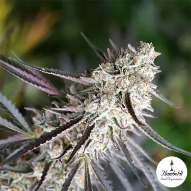 Florida Gaspack von Humboldt Seeds - GB The Green Brand