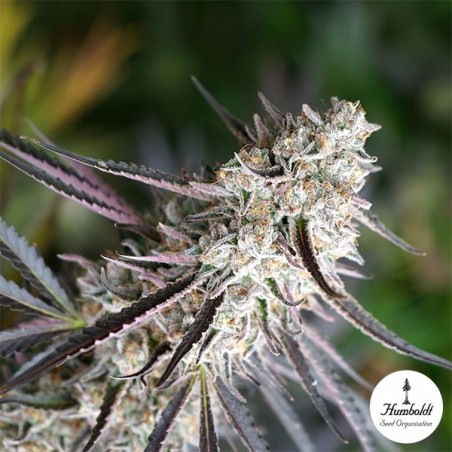 Florida Gaspack von Humboldt Seeds - GB The Green Brand