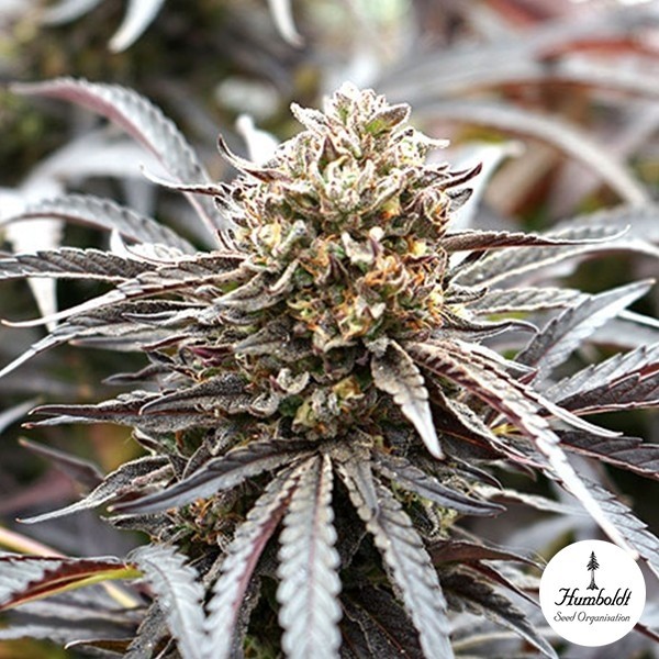 View Ghost of NYC von Humboldt Seeds - GB The Green Brand