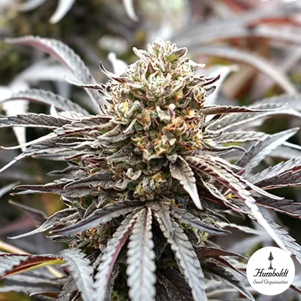 Sicht Ghost of NYC von Humboldt Seeds - GB The Green Brand