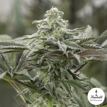 Lemon Citron von Humboldt Seeds - GB The Green Brand