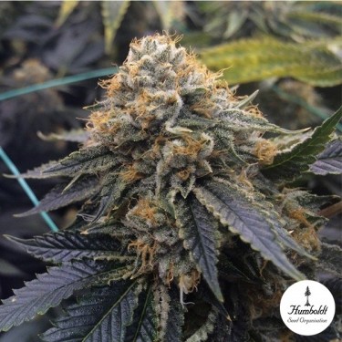 Sapphire OG von Humboldt Seeds - GB The Green Brand