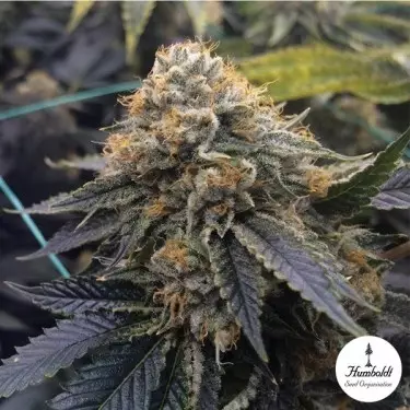 Sapphire OG von Humboldt Seeds - GB The Green Brand