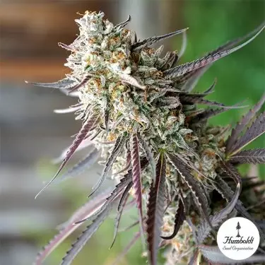 Ice Cream Cake Fast Flowering-Samen - GB The Green Brand
