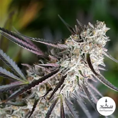 Peanut Butter Breath Fast Flowering - GB The Green Brand