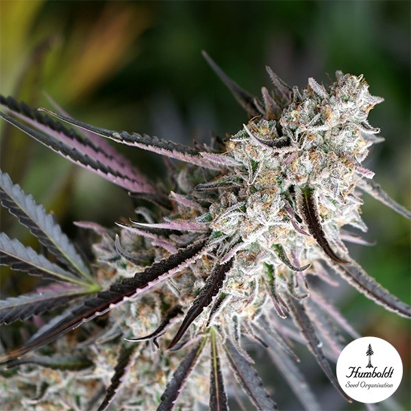 View Peanut Butter Breath Fast Flowering - GB The Green Brand