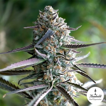 View Runtz Fast Flowering von Humboldt Seeds - GB The Green Brand