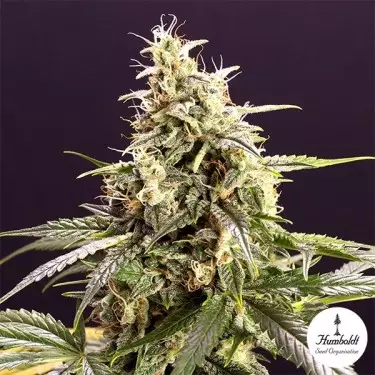 Chem Bomb Auto-Blüten-Samen - GB The Green Brand