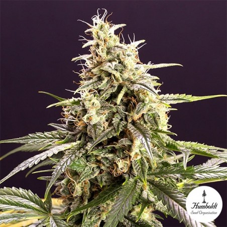 Chem Bomb Auto-Blüten-Samen - GB The Green Brand