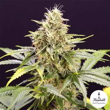 Planta de marihuana Chocolate Mint OG Auto