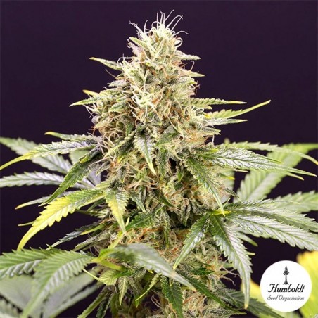 Marihuanapflanze Chocolate Mint OG Auto