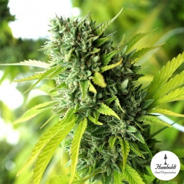 Mango OG Auto von Humboldt Seeds - GB The Green Brand
