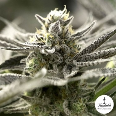 View OGKZ Auto-Samen von Humboldt Seeds - GB The Green Brand