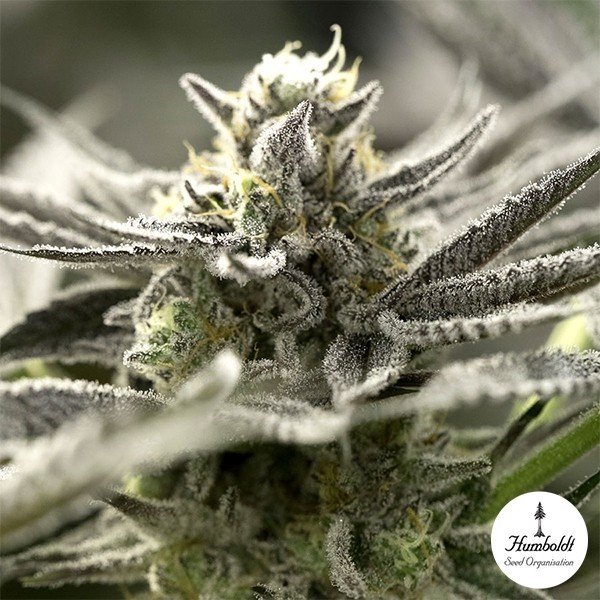 View OGKZ Auto-Samen von Humboldt Seeds - GB The Green Brand