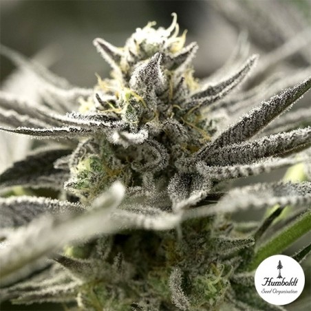 OGKZ Auto-Samen von Humboldt Seeds - GB The Green Brand