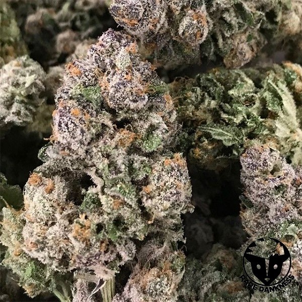 Dark Ghost Train Marihuana-Pflanze
