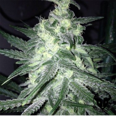 View Planta de marihuana Moonshine's Ghost Train