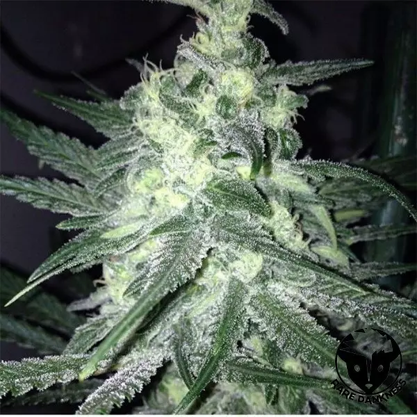 Planta de marihuana Moonshine's Ghost Train