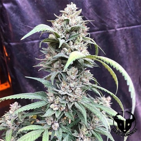 Scotts OG Marihuana-Pflanze