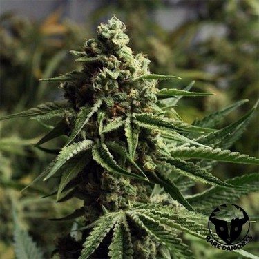 View Ghost Train Haze Marihuana-Pflanze