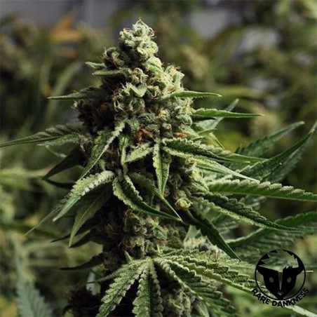 Ghost Train Haze Marihuana-Pflanze