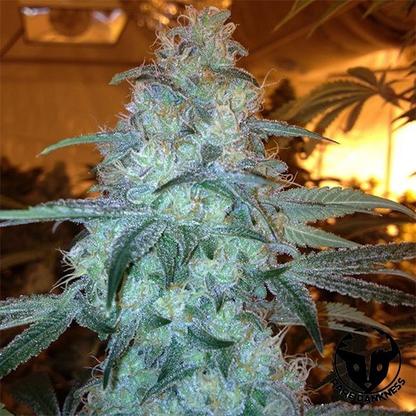 Rug Burn OG Marihuana-Pflanze